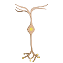 Bipolar Neuron