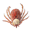 Free Scientific Illustration Of Rocky Mountain Wood Tick