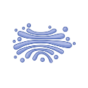 Golgi Apparatus 2D