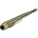 17 Zebrafish
