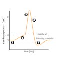 162 Actionpotential