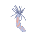 Nematostella Vectensis