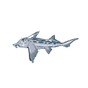 Callorhinchus Milii