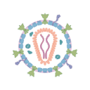 Hiv Human Immunodeficiency Virus