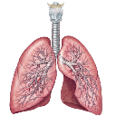 Lungs And Pulmonary