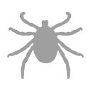 Free Scientific Illustration Of Flying Female Mosquito
