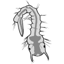 Free Scientific Illustration Of Mosquito Mouth Parts
