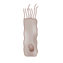 Ciliated Epithelium Cell