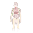 Free Scientific Illustration Human Anatomy