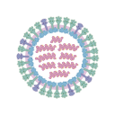 Influenza Virus
