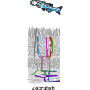347 Zebrafish Retina Xkd5iy X
