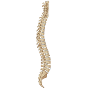 Vertebral Column Side View