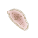 Miracidium
