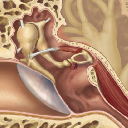 Inner Ear Staples Section