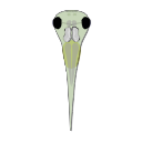 370 Xenopus Tadpole With Optic Tectum