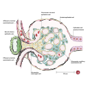 Free Illustration Renal Corpuscle