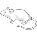 Lab Mouse Grey Vector