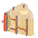Section Of Osteon Of Bone