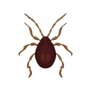 Icon Spider Beetle
