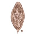 Schistosoma Hematobium Egg