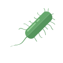Svg Bacillus