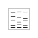 Western Blot
