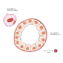 Free Illustration Inner Medullary Collecting Duct