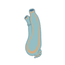 Ciona Intestinalis