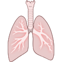 Free Illustration Human Lungs