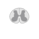465 Spinal Cord
