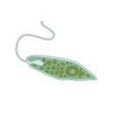 Euglena Gracilis