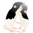 195 Adult Hooded Rats Fight