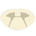 Cervical C5 Cross Section