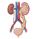 Normal Kidney And Hydroureters