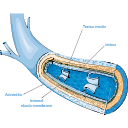 Human Veins Diagram 3