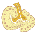 Pancreatic Acinar