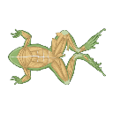Frog Dissection