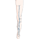Superficial Veins Leg 2
