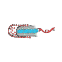 Free Scientific Illustration Download Of Filovirus Cutaway