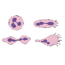 Neutrophil Diapedesis