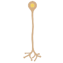 Unipolar Neuron