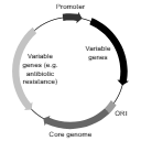 Plasmid