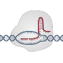 Dna Transcription