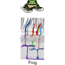 337 Frog Retina J4nr Lqs