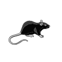 Black Rat Black White Vector