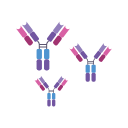 Svg Antibodies