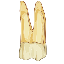Mandibular Second Molar
