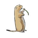 Prairie Dog Black Tailed Vector