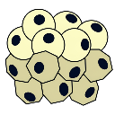 Normal And Cancer Cells