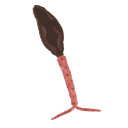 Schistosoma Larva